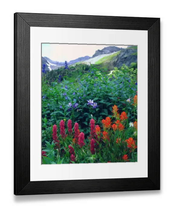 Framed Print : USA, Colorado, Wildflowers in Yankee Boy Basin in the Rocky Mountains Framed Print : USA, Colorado, Wildflowers in Yankee Boy Basin in the Rocky Mountains