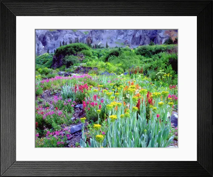 Framed Print : USA; Colorado; Wildflowers in Yankee Boy Basin in the Rocky Mountains