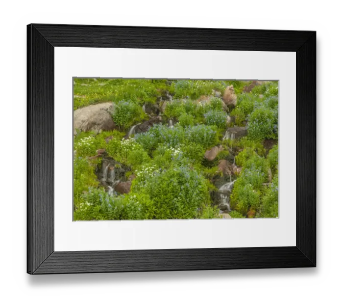 Framed Print : USA, Colorado, Rocky Mountain National Park. Mountain streams and chiming bells wildflowers