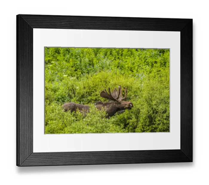 Framed Print : USA, Colorado, Rocky Mountain National Park. Bull moose amid vegetation. Credit as Framed Print : USA, Colorado, Rocky Mountain National Park. Bull moose amid vegetation. Credit as