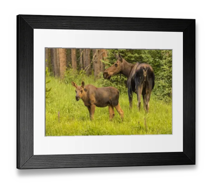 Framed Print : USA, Colorado, Rocky Mountain National Park Framed Print : USA, Colorado, Rocky Mountain National Park