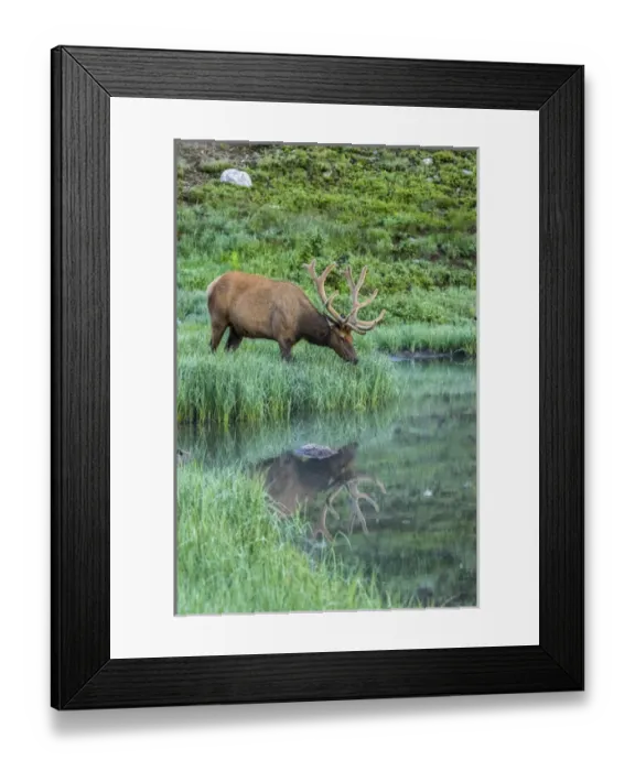 Framed Print : USA, Colorado, Rocky Mountain National Park. Bull elk reflects in Poudre Lake. Credit as Framed Print : USA, Colorado, Rocky Mountain National Park. Bull elk reflects in Poudre Lake. Credit as