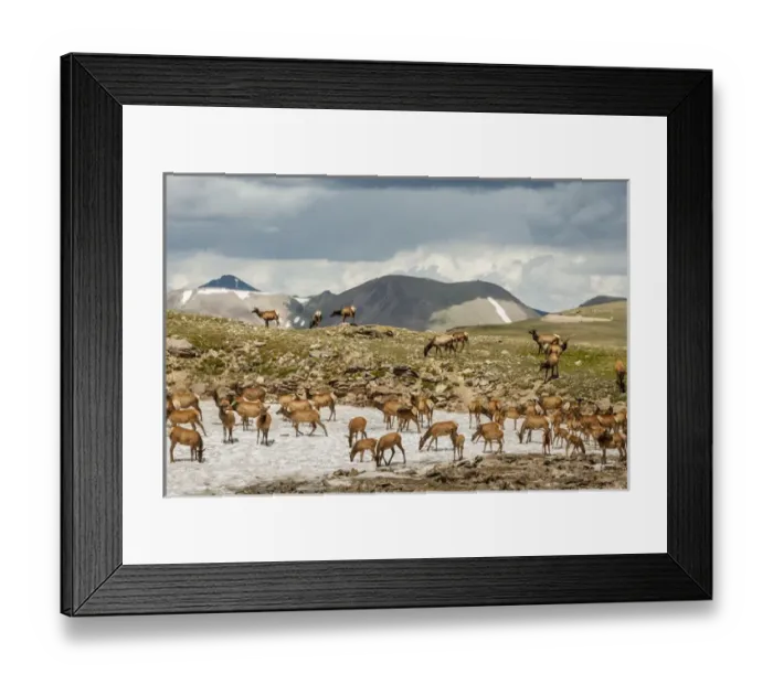 Framed Print : USA, Colorado, Rocky Mountain National Park. Elk herd cooling off on snow field. Credit as