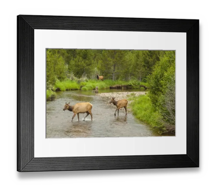 Framed Print : USA, Colorado, Rocky Mountain National Park. Elks crossing the Colorado River. Credit as Framed Print : USA, Colorado, Rocky Mountain National Park. Elks crossing the Colorado River. Credit as