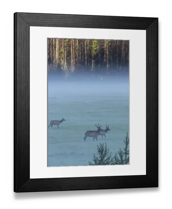 Framed Print : USA, Colorado, Rocky Mountain National Park. Elk crossing foggy meadow at sunrise Framed Print : USA, Colorado, Rocky Mountain National Park. Elk crossing foggy meadow at sunrise