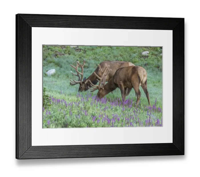 Framed Print : USA, Colorado, Rocky Mountain National Park. Bull elks and little elephants head flowers
