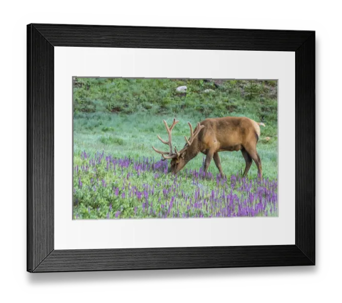 Framed Print : USA, Colorado, Rocky Mountain National Park. Bull elk and little elephants head flowers Framed Print : USA, Colorado, Rocky Mountain National Park. Bull elk and little elephants head flowers