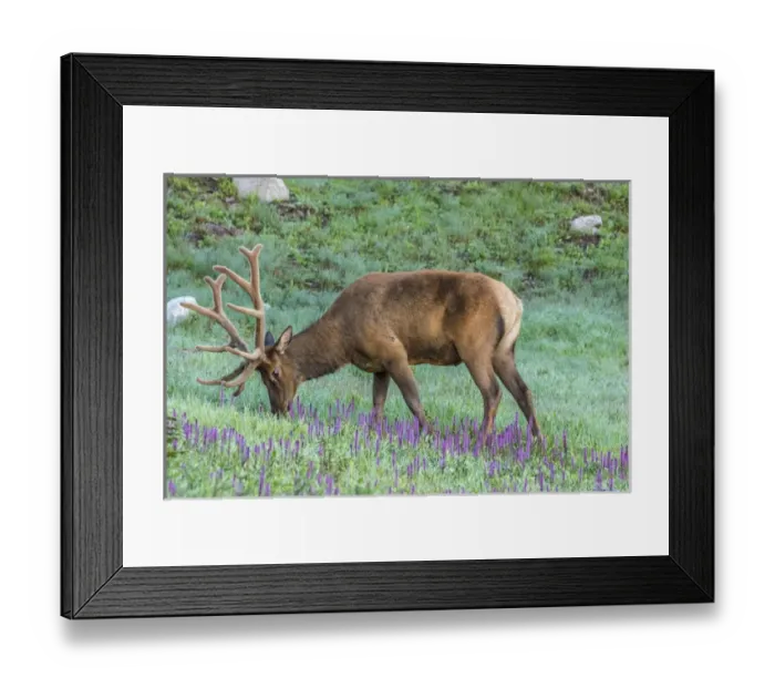 Framed Print : USA, Colorado, Rocky Mountain National Park. Bull elk and little elephants head flowers