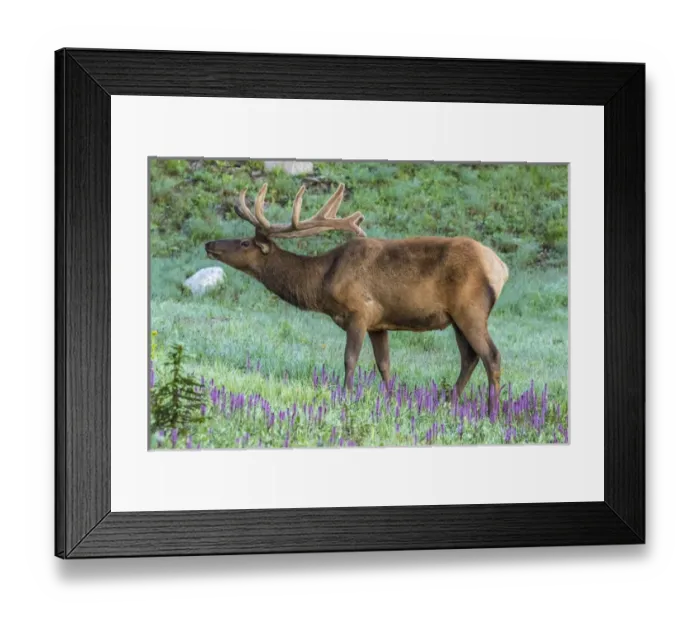 Framed Print : USA, Colorado, Rocky Mountain National Park. Bull elk and little elephants head flowers Framed Print : USA, Colorado, Rocky Mountain National Park. Bull elk and little elephants head flowers