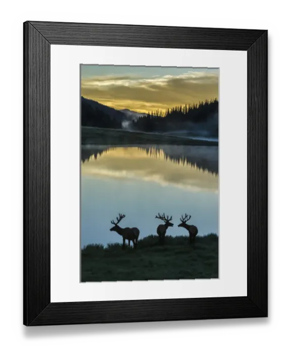 Framed Print : USA, Colorado, Rocky Mountain National Park. Bull elks silhouetted against Poudre Lake at sunrise