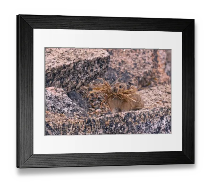 Framed Print : USA, Colorado, Rocky Mountain National Park Framed Print : USA, Colorado, Rocky Mountain National Park