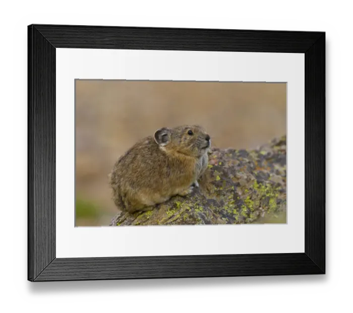 Framed Print : USA, Colorado, Rocky Mountains, Ophir Pass Framed Print : USA, Colorado, Rocky Mountains, Ophir Pass