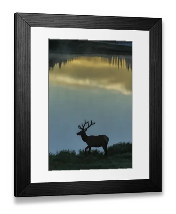 Framed Print : USA, Colorado, Rocky Mountain National Park. Bull elk silhouetted against Poudre Lake at sunrise Framed Print : USA, Colorado, Rocky Mountain National Park. Bull elk silhouetted against Poudre Lake at sunrise