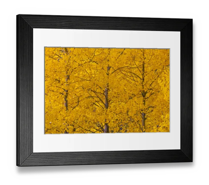 Framed Print : USA, Colorado, Rocky Mountains, Castle Valley. Aspen trees in autumn yellow color