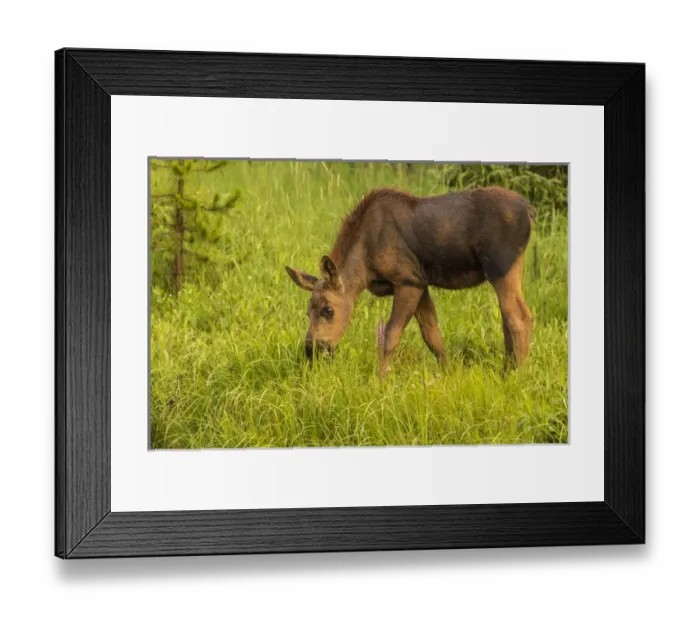 Framed Print : USA, Colorado, Rocky Mountain National Park Framed Print : USA, Colorado, Rocky Mountain National Park