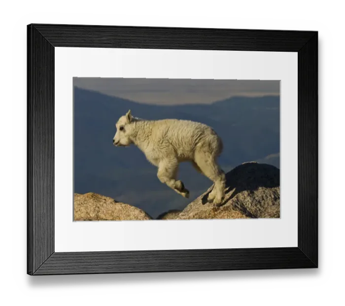 Framed Print : USA, Colorado, Mount Evans. Mountain goat kid jumping Framed Print : USA, Colorado, Mount Evans. Mountain goat kid jumping