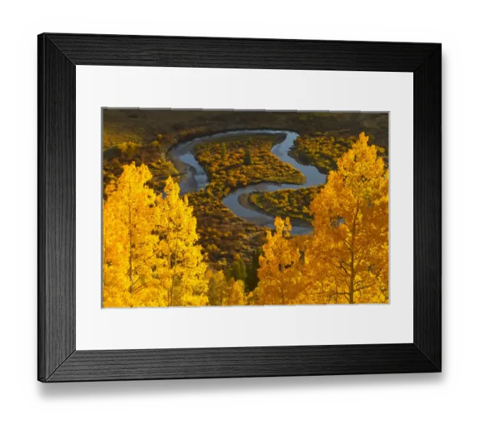Framed Print : USA, Colorado, Rocky Mountains, Gunnison National Forest. Autumn-colored aspens overlook East River