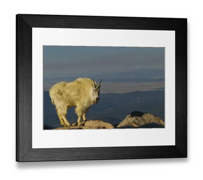 Framed Print : USA, Colorado, Mount Evans. Mountain goat with black tongue sticking out. Credit as Framed Print : USA, Colorado, Mount Evans. Mountain goat with black tongue sticking out. Credit as