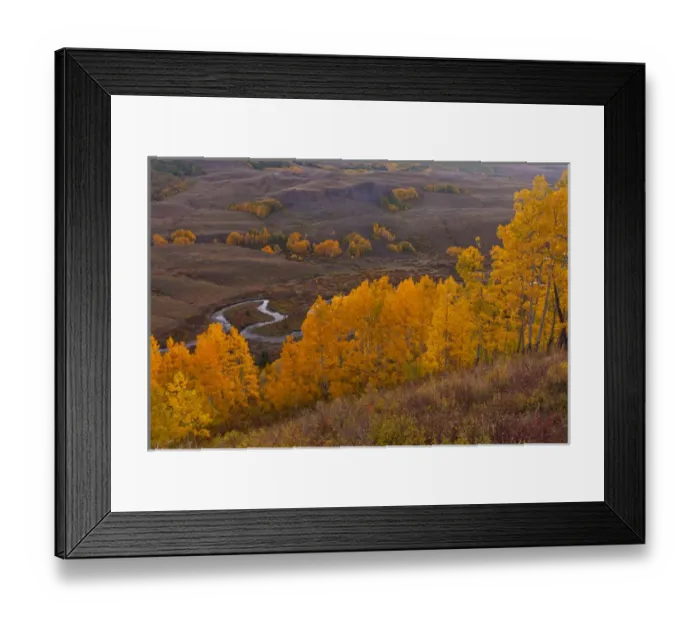 Framed Print : USA, Colorado, Rocky Mountains, Gunnison National Forest. Autumn-colored aspens overlook East River Framed Print : USA, Colorado, Rocky Mountains, Gunnison National Forest. Autumn-colored aspens overlook East River