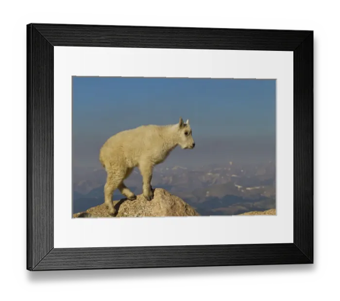 Framed Print : USA, Colorado, Mount Evans. Side view of mountain goat kid Framed Print : USA, Colorado, Mount Evans. Side view of mountain goat kid