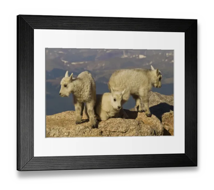 Framed Print : USA, Colorado, Mount Evans. Close-up of three mountain goat kids Framed Print : USA, Colorado, Mount Evans. Close-up of three mountain goat kids
