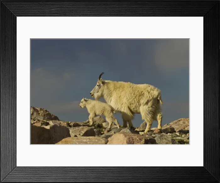 Framed Print : USA, Colorado, Mount Evans. Mountain goat nanny and kid Framed Print : USA, Colorado, Mount Evans. Mountain goat nanny and kid