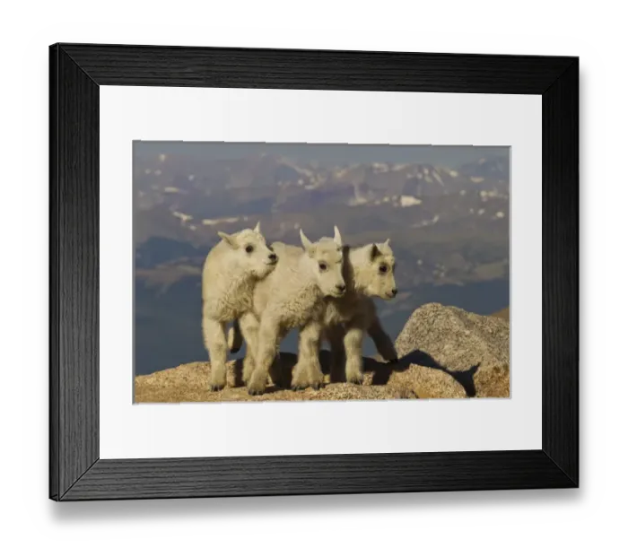 Framed Print : USA, Colorado, Mount Evans. Close-up of three mountain goat kids Framed Print : USA, Colorado, Mount Evans. Close-up of three mountain goat kids