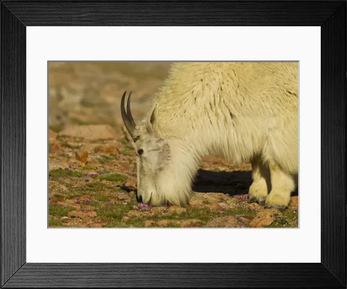 Framed Print : USA, Colorado, Mount Evans. Mountain goat nanny feeding on wildflowers. Credit as