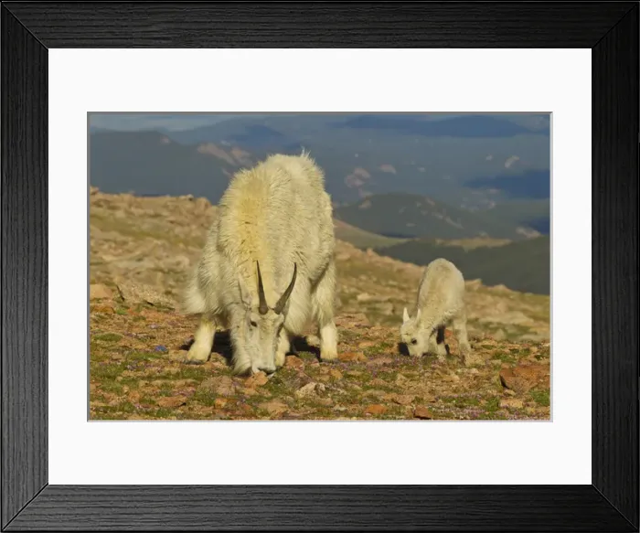 Framed Print : USA, Colorado, Mount Evans. Mountain goat nanny and kid feeding among alpine wildflowers Framed Print : USA, Colorado, Mount Evans. Mountain goat nanny and kid feeding among alpine wildflowers