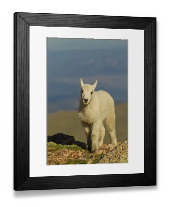 Framed Print : USA, Colorado, Mount Evans. Front view of mountain goat kid Framed Print : USA, Colorado, Mount Evans. Front view of mountain goat kid