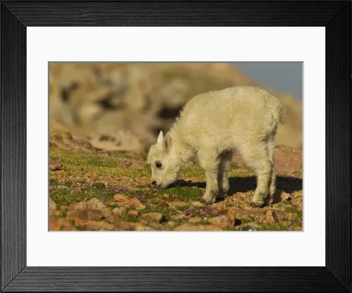 Framed Print : USA, Colorado, Mount Evans. Mountain goat kid feeding on wildflowers