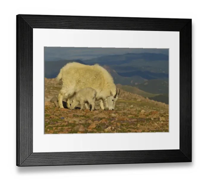 Framed Print : USA, Colorado, Mount Evans. Mountain goat nanny and kid feeding among alpine wildflowers Framed Print : USA, Colorado, Mount Evans. Mountain goat nanny and kid feeding among alpine wildflowers