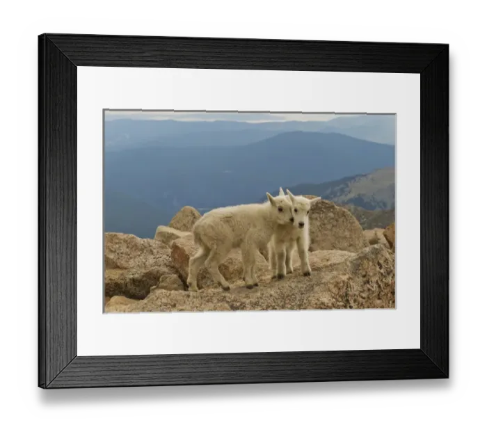 Framed Print : USA, Colorado, Mount Evans. Mountain goat kids on rock Framed Print : USA, Colorado, Mount Evans. Mountain goat kids on rock