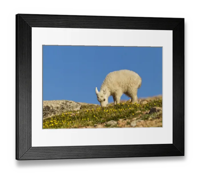 Framed Print : USA, Colorado, Mount Evans. Mountain goat kid feeding on wildflowers