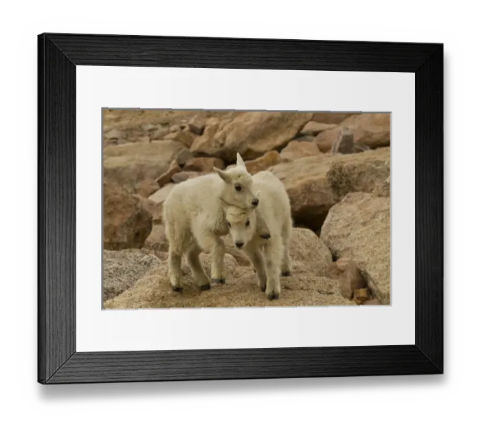Framed Print : USA, Colorado, Mount Evans. Mountain goat kids playing on rock Framed Print : USA, Colorado, Mount Evans. Mountain goat kids playing on rock