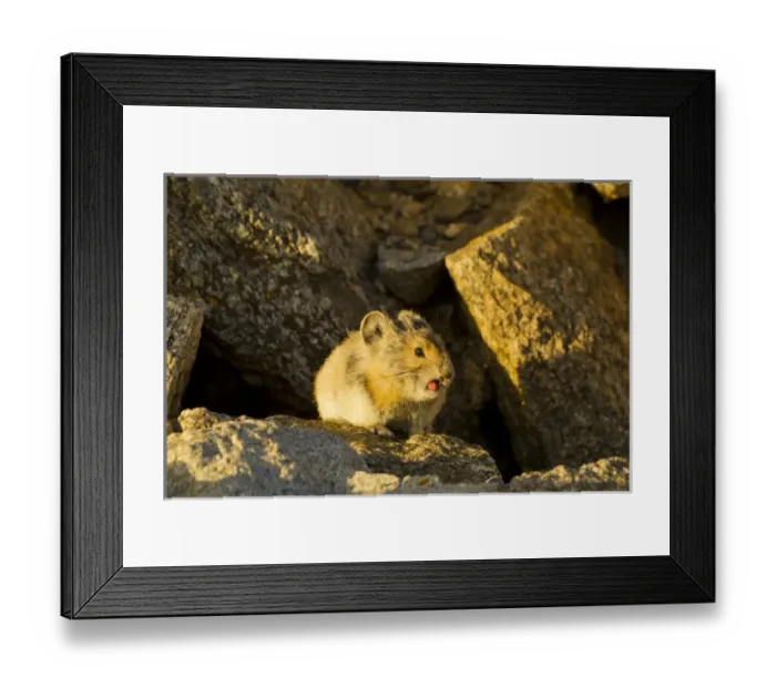 Framed Print : USA, Colorado, Mount Evans. Pika sticking its tongue out Framed Print : USA, Colorado, Mount Evans. Pika sticking its tongue out
