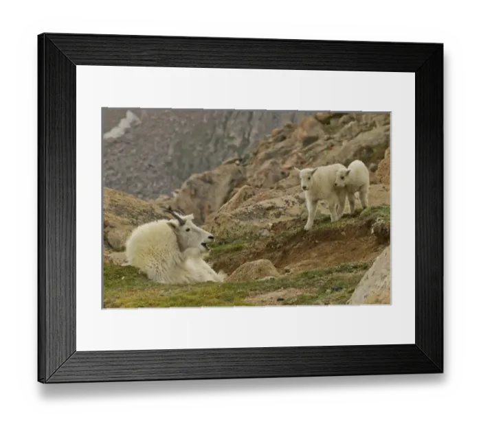 Framed Print : USA, Colorado, Mount Evans. Mountain goat kids and yawning nanny Framed Print : USA, Colorado, Mount Evans. Mountain goat kids and yawning nanny