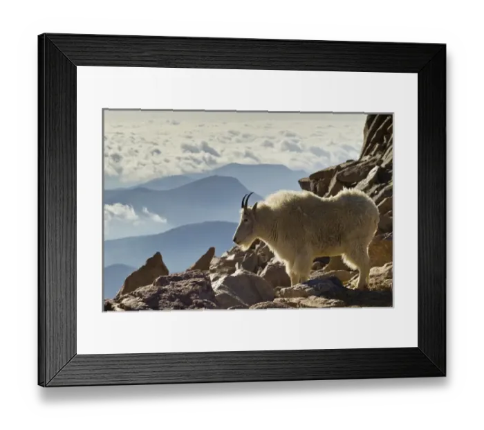 Framed Print : USA, Colorado, Mount Evans. Mountain goat and scenery Framed Print : USA, Colorado, Mount Evans. Mountain goat and scenery