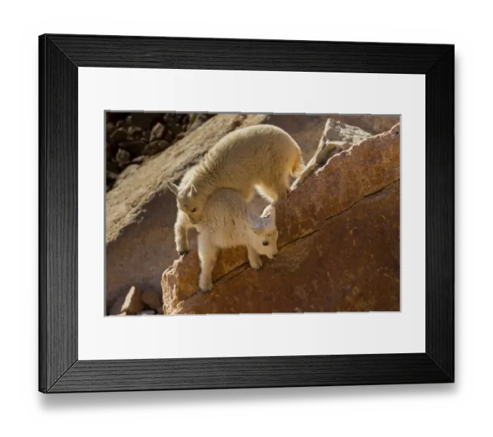 Framed Print : USA, Colorado, Mount Evans. Two mountain goat kids playing