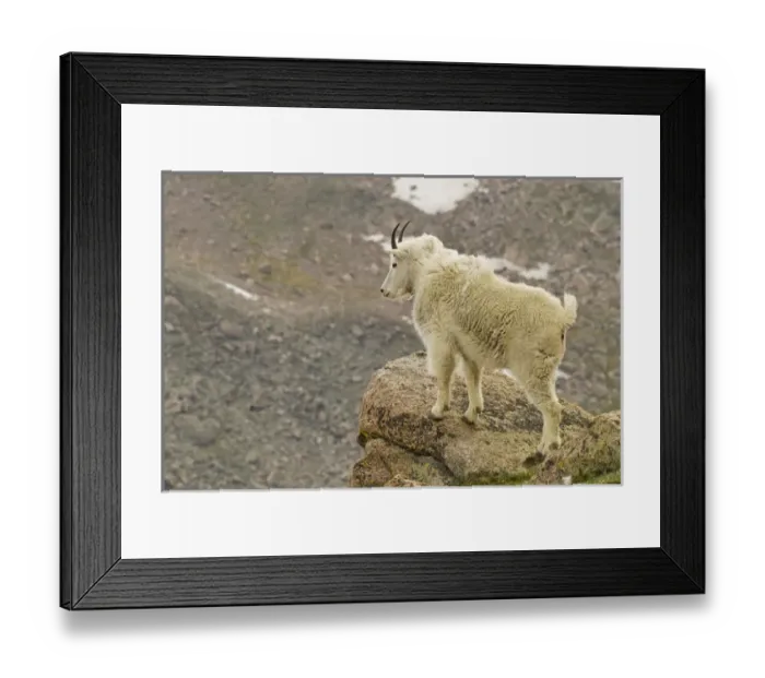 Framed Print : USA, Colorado, Mount Evans. Mountain goat yearling and scenery Framed Print : USA, Colorado, Mount Evans. Mountain goat yearling and scenery