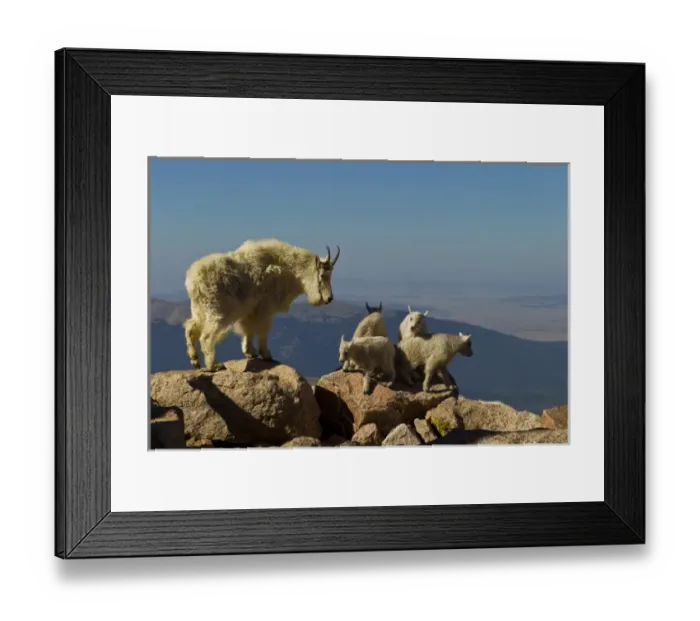 Framed Print : USA, Colorado, Mount Evans. Mountain goat kids playing while nanny oversees. Credit as Framed Print : USA, Colorado, Mount Evans. Mountain goat kids playing while nanny oversees. Credit as