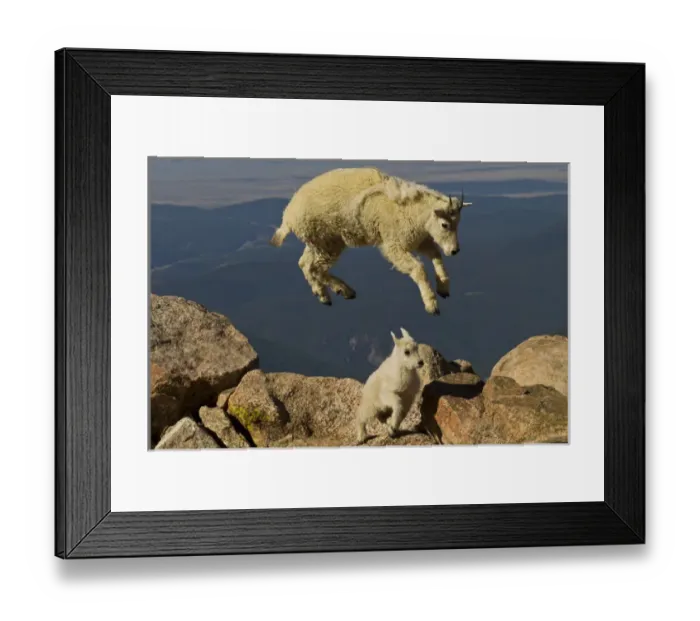 Framed Print : USA, Colorado, Mount Evans. Mountain goat yearling jumping over kid Framed Print : USA, Colorado, Mount Evans. Mountain goat yearling jumping over kid