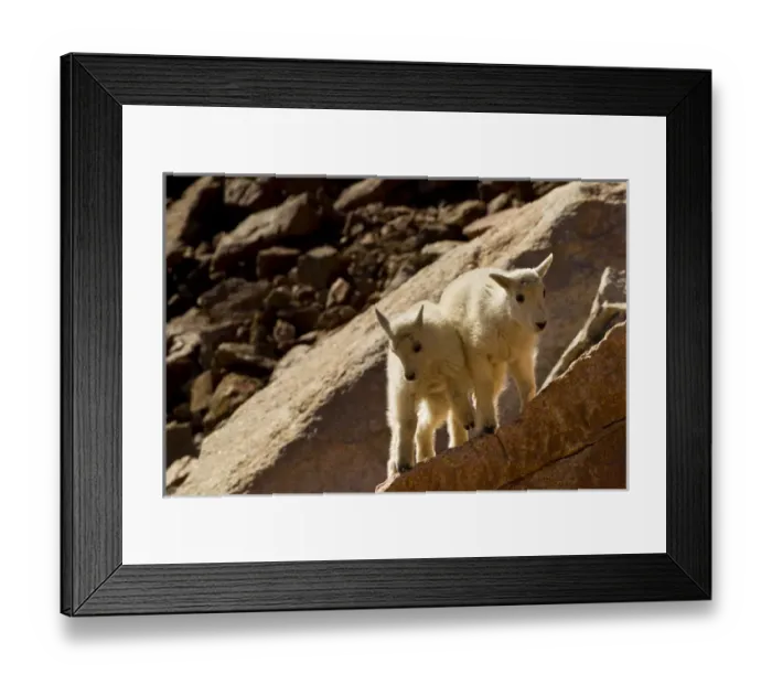 Framed Print : USA, Colorado, Mount Evans. Mountain goat kids playing on rock Framed Print : USA, Colorado, Mount Evans. Mountain goat kids playing on rock