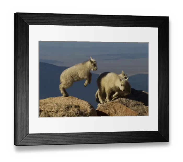 Framed Print : USA, Colorado, Mount Evans. Mountain goat kids playing
