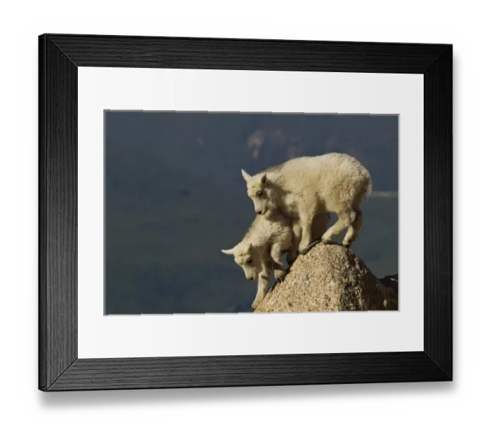 Framed Print : USA, Colorado, Mount Evans. Mountain goat kids climbing on rock