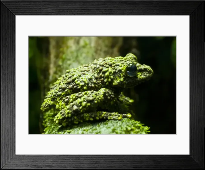 Framed Print : USA, Colorado, Denver, Denver Zoo. Close-up of mossy frog Framed Print : USA, Colorado, Denver, Denver Zoo. Close-up of mossy frog