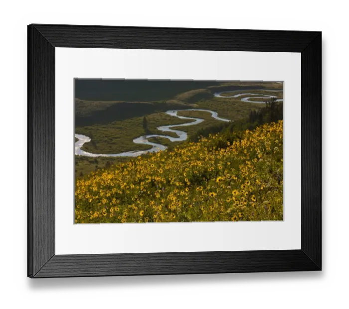 Framed Print : USA, Colorado, Gunnison National Forest, Crested Butte. Aspen sunflowers above the East River Framed Print : USA, Colorado, Gunnison National Forest, Crested Butte. Aspen sunflowers above the East River