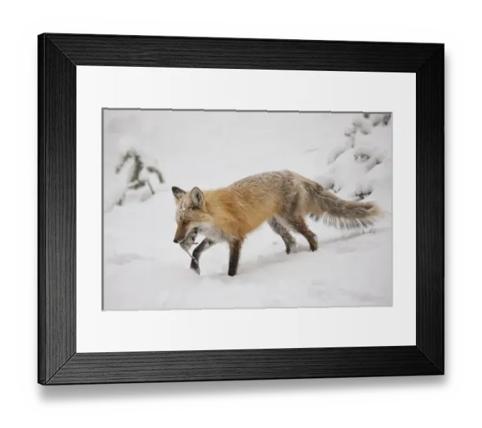 Framed Print : USA, Colorado, Pike National Forest. Close-up of red fox carrying meadow vole. Credit as Framed Print : USA, Colorado, Pike National Forest. Close-up of red fox carrying meadow vole. Credit as