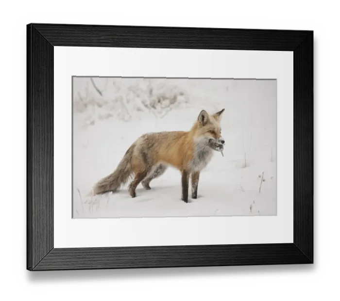 Framed Print : USA, Colorado, Pike National Forest. Close-up of red fox carrying meadow vole. Credit as Framed Print : USA, Colorado, Pike National Forest. Close-up of red fox carrying meadow vole. Credit as