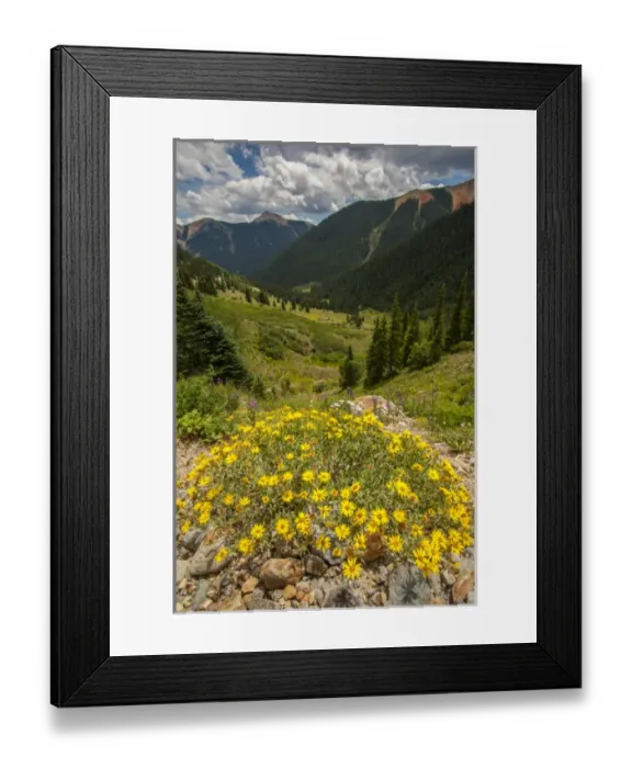 Framed Print : USA, Colorado, San Juan Mountains. Wildflowers in Ophir Pass